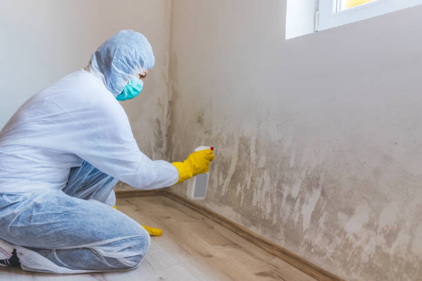 Licensed Basement Mold Removal service in Chestnut Hill, MA - WQB Mold Removal