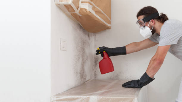 Professional Basement Mold Removal technician working in Chestnut Hill, MA