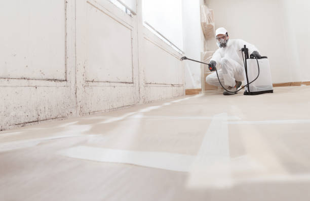 24/7 Emergency Basement Mold Removal experts in Chestnut Hill, MA
