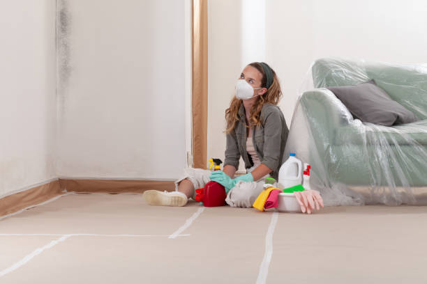 Reliable Basement Mold Removal contractor in Chestnut Hill, MA by WQB Mold Removal